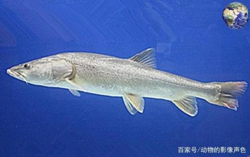 长江最珍贵的保护鱼类是什么(世界上最珍贵的鱼类)