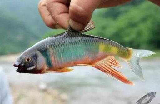 中国本土淡水鱼图片