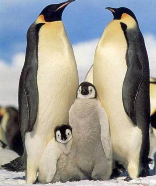 企鹅主要生活在南极(在所有的南极居民中什么是企鹅的天敌)