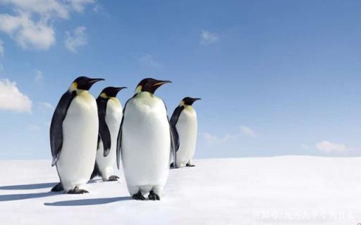 企鹅生活在冰冷的南极,对不对?(为什么企鹅不在北极生活)