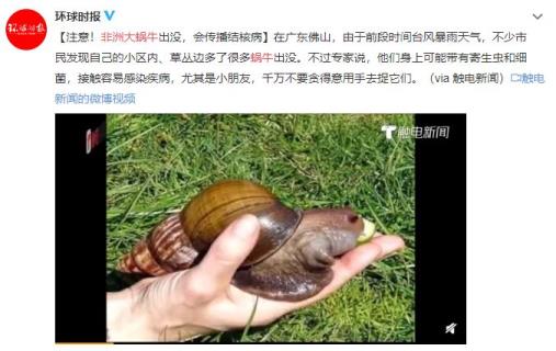 非洲大蜗牛能吃吗有毒吗(非洲大蜗牛能吃吗)