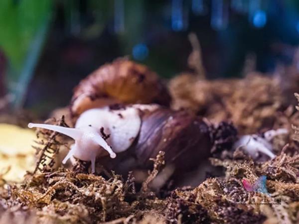 非洲大蜗牛能吃吗有毒吗(非洲大蜗牛能吃吗)