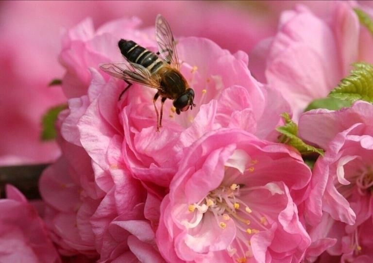称赞蜜蜂的诗句(赞美蜜蜂的诗句)