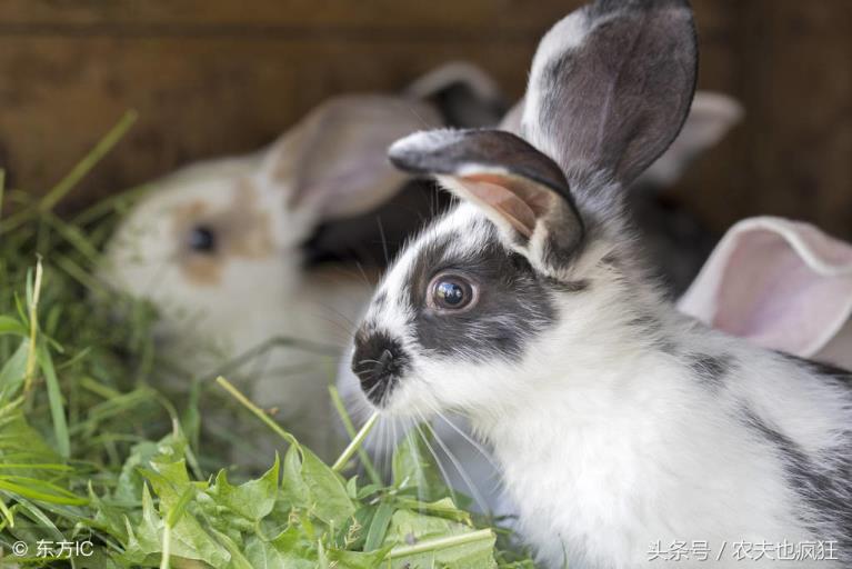兔子不吃窝边草,是什么意思?(兔子不吃窝边草什么意思)