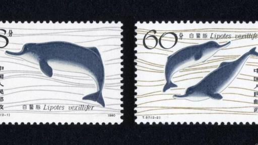 白鳍豚被称为水中大熊猫(导致大熊猫和白鳍豚濒临灭绝的直接原因是)