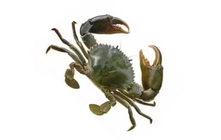青蟹是梭子蟹的一种吗(青蟹和梭子蟹有什么区别)