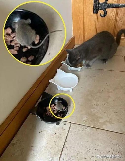 现实版“猫和老鼠”捕鼠猫邀请老鼠回家吃饭，大家一起分猫粮