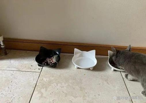 现实版“猫和老鼠”捕鼠猫邀请老鼠回家吃饭，大家一起分猫粮