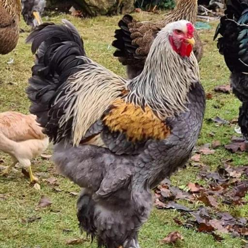 长十几斤鸡品种图片图片