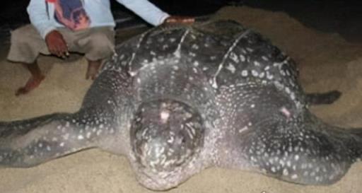 世界上体重最大的海龟是什么龟(世界上体型最大的海龟是什么鬼鱼)