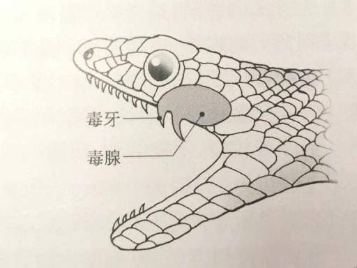 银环蛇毒性在中国排第几(银环蛇毒性排名多少)