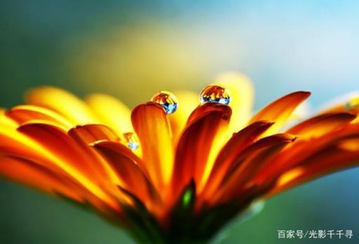 14个微距摄影技巧,让您彻底玩转花卉摄影,拍出令人惊叹的作品