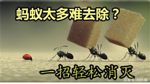 家里有蚂蚁不用开水不用药,教你一个土方法
