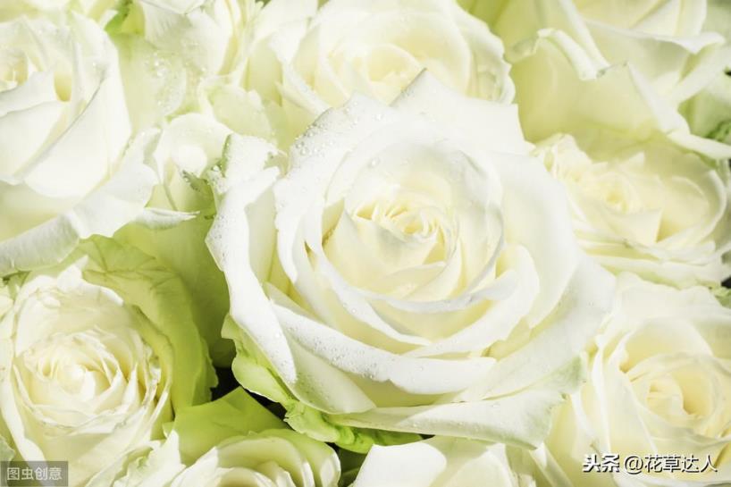 不同数量的白玫瑰都代表什么含义(白玫瑰花语是什么)