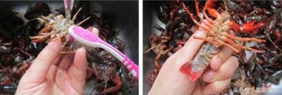 小龙虾怎么清洗和处理简单[小龙虾的清洗方法和做法]