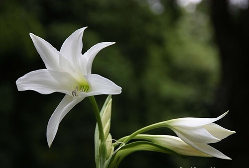 白色的花有哪些及花名图片(20种最漂亮好养的白色花)
