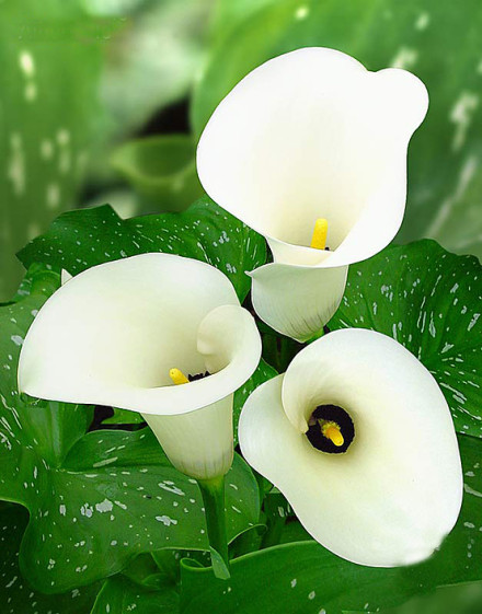 白色的花有哪些及花名图片(20种最漂亮好养的白色花)