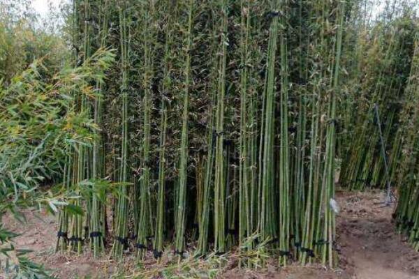 竹子都有什么品种(十大名贵竹子品种)