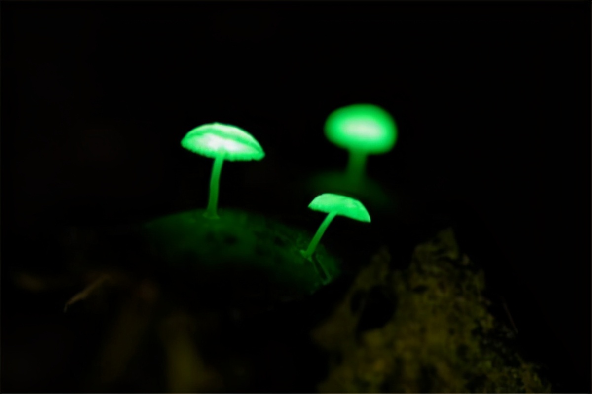 致命的十种可怕毒蘑菇(世界上最毒的蘑菇排名)