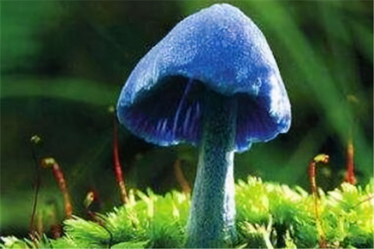 致命的十种可怕毒蘑菇(世界上最毒的蘑菇排名)