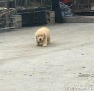 北京金毛犬价格和图片(赛级金毛犬多少钱一只附)
