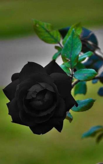 黑色玫瑰的寓意和象征(黑玫瑰花语)