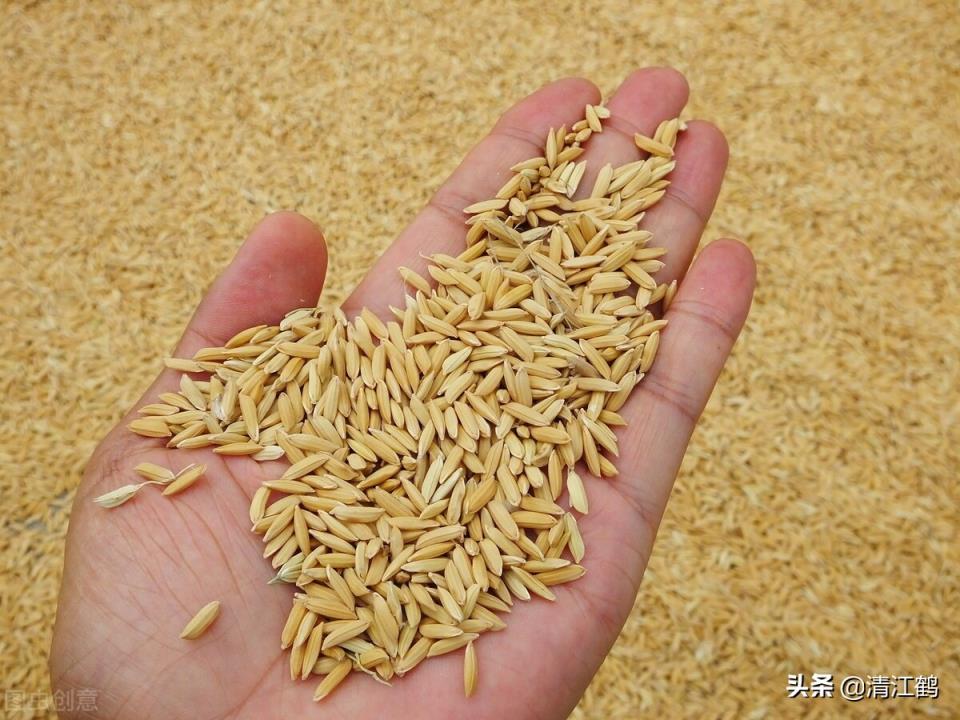 小麦和水稻的区别图片(小麦和水稻的区别)