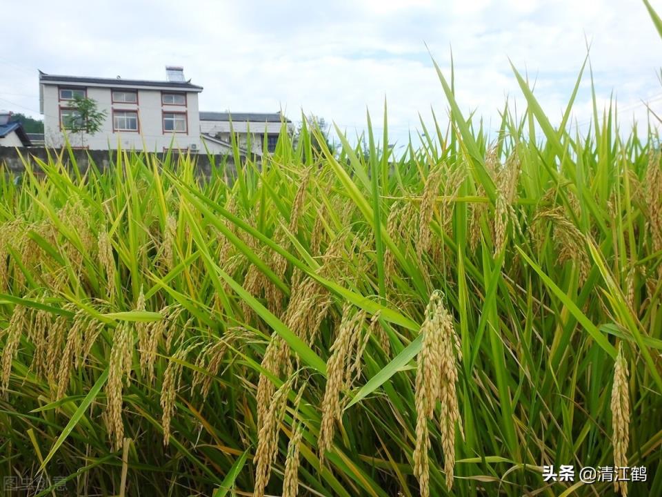 小麦和水稻的区别图片(小麦和水稻的区别)