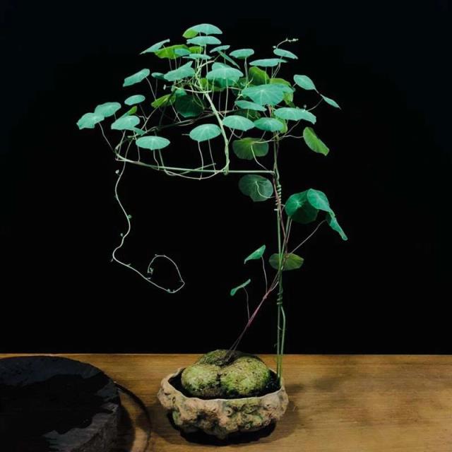 金龟莲植物(垂吊花卉山乌龟和旱金莲的区别)