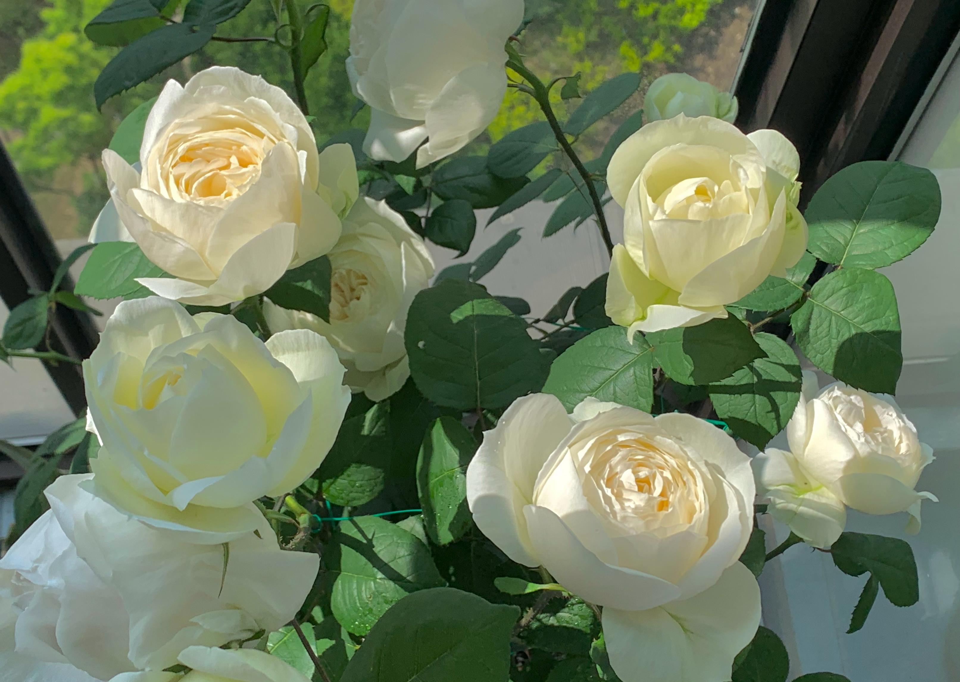 白色玫瑰花代表着什么意思11朵(白色玫瑰花代表着什么) 