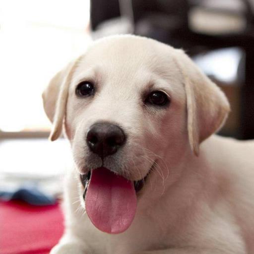 最可爱最萌的10种宠物狗狗(什么狗长得好看又可爱)