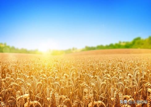 2022年冬小麦最佳播种时间(冬小麦的种植方式盘点)