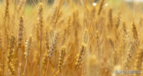2022年冬小麦最佳播种时间(冬小麦的种植方式盘点)