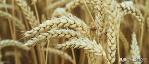 现在小麦价格多少钱一斤?2022年小麦价格还会涨吗？