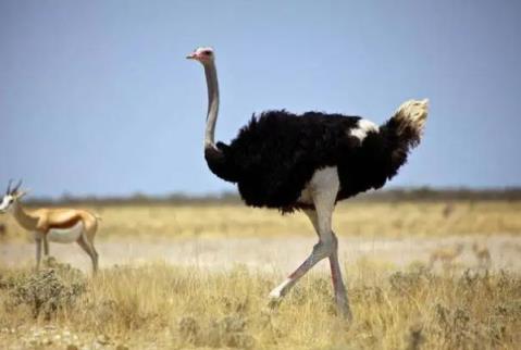 世界上最大的10种鸟