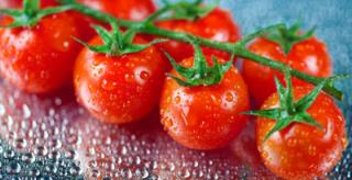 没成熟的青西红柿能吃吗？未成熟的番茄为什么不能吃