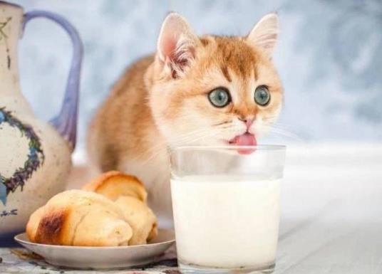 猫喝牛奶的危害(为什么奶猫不能喝牛奶)