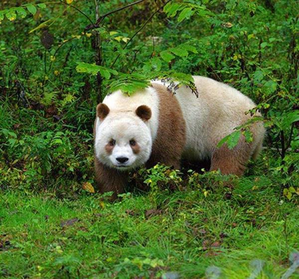 中国有多少大熊猫(08地震死了多少熊猫)