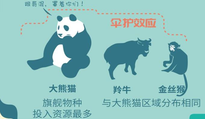中国有多少大熊猫(08地震死了多少熊猫)