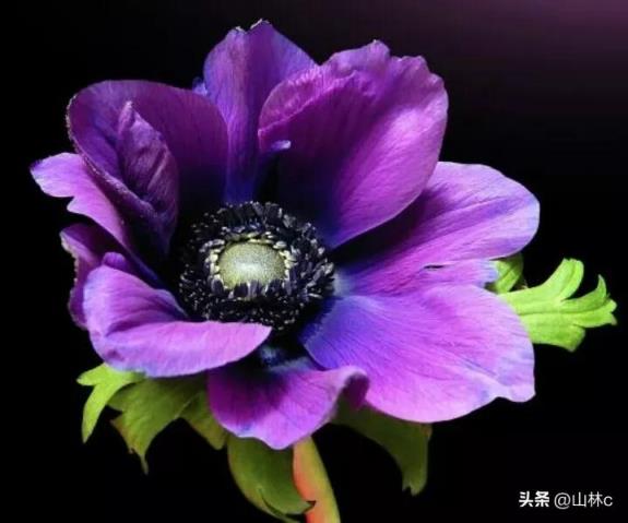 世界上最美的十种花图片