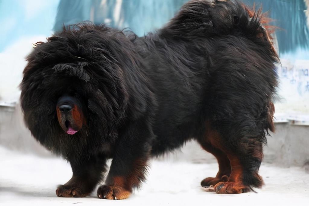 藏獒是产自中国西藏地区的大型护卫犬,成年犬肩高为60