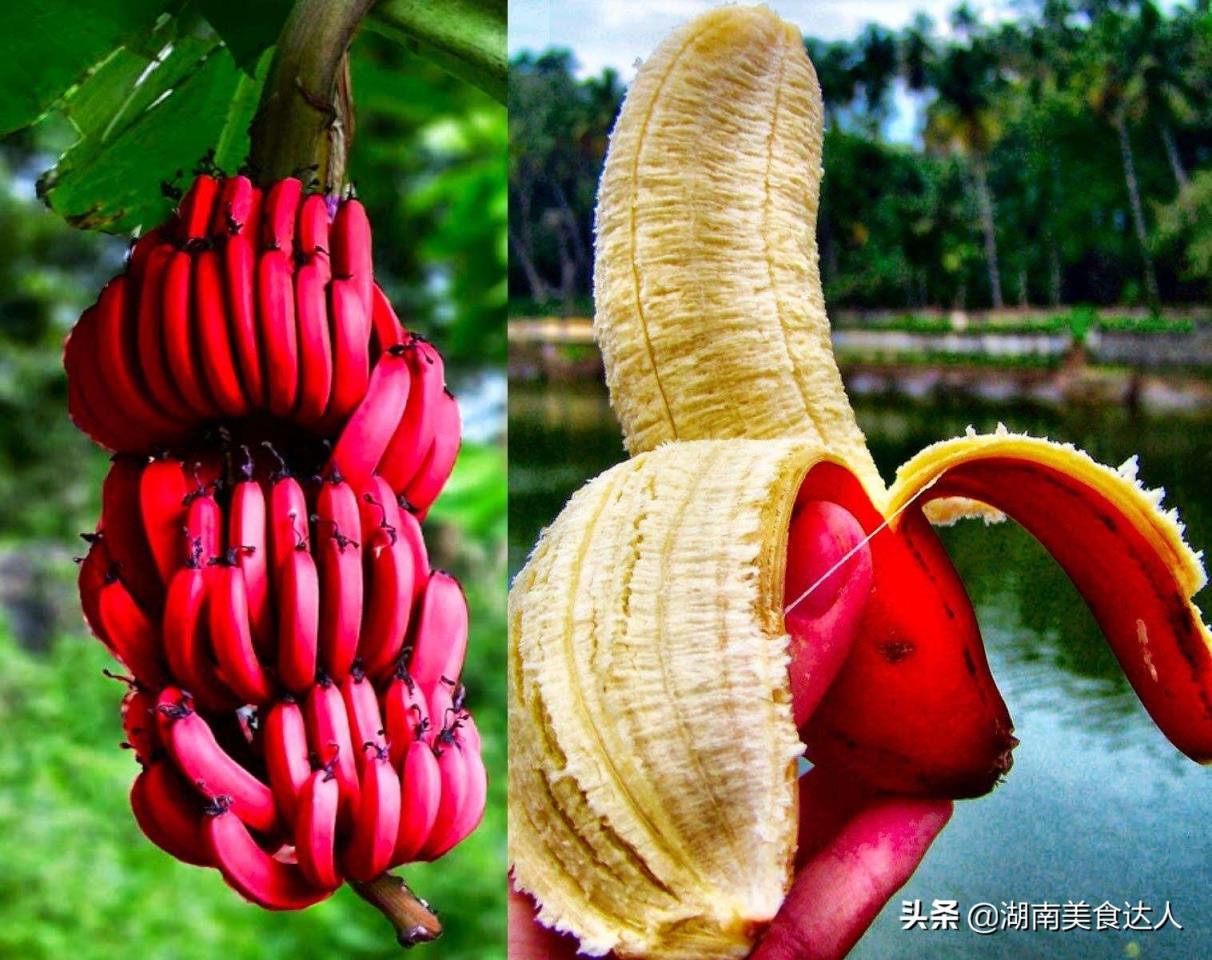 世界上最稀有的水果(全世界最稀有的水果)