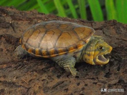 世界十大著名水龜，世界上最大的水龜(附2023年最新排行榜前十名單)
