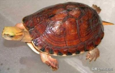 世界十大著名水龟(世界上最大的水龟)