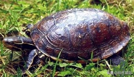 世界十大著名水龟(世界上最大的水龟)