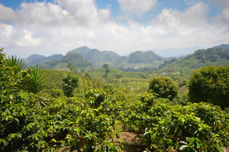 世界十大著名咖啡豆产地(咖啡豆世界排名第一品种产地)