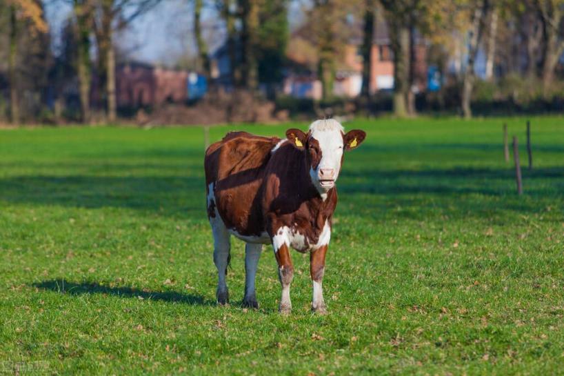 养牛场项目可行性研究报告(养殖牛的成本及利润)
