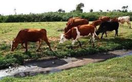 养牛场项目可行性研究报告(养殖牛的成本及利润)
