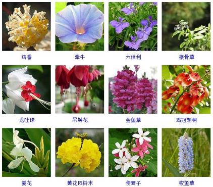 春天开的花有哪些花朵图片(常见300种春天开花的名字)