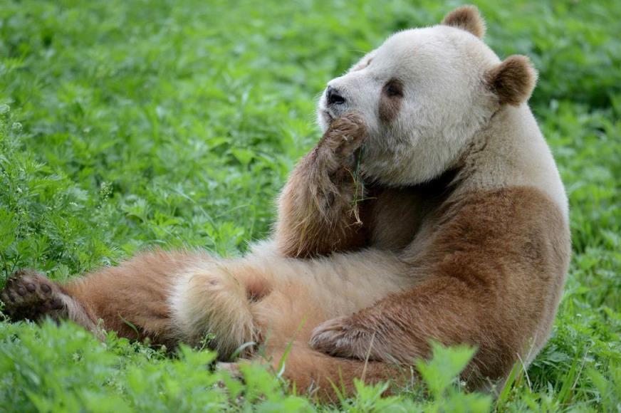 大熊猫生活在什么地方[大熊猫的主要栖息地在哪里]